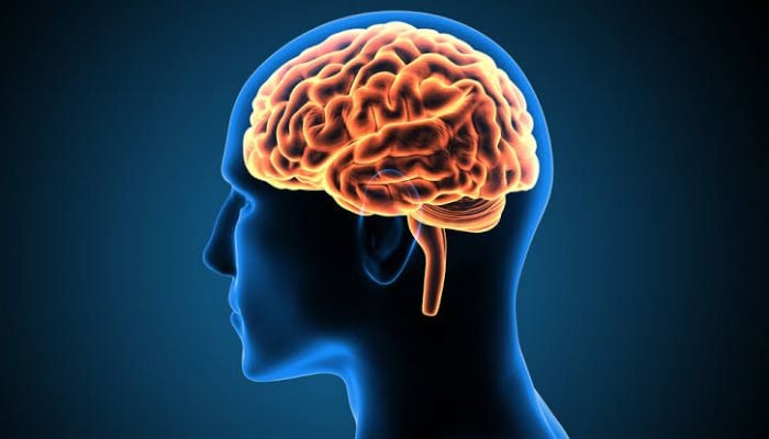 Human brain changes course twice in adult life: First at 24, then after 60