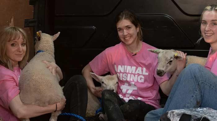 King Charles estate raid: Activists convicted for stealing lambs