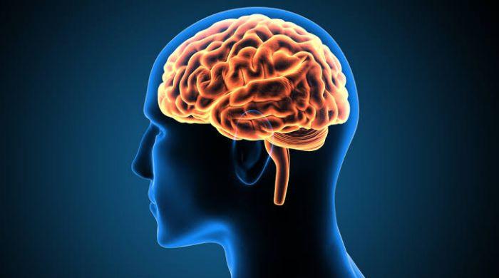 Human brain changes course twice in adult life: First at 24, then after 60