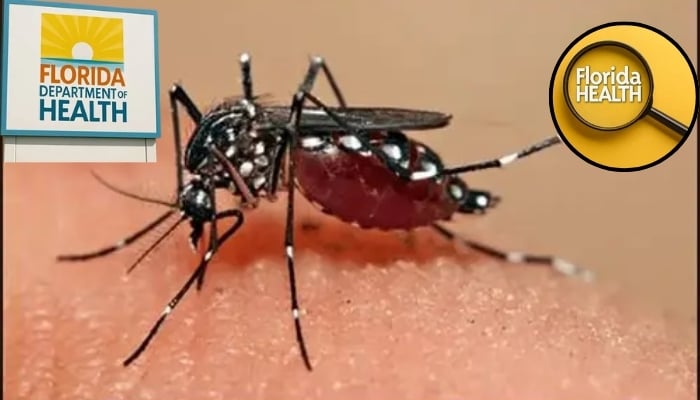 Dengue fever triggers local state of emergency in three Florida counties: what we know