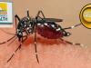 Dengue fever triggers local state of emergency in three Florida counties: what we know