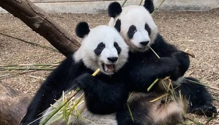 China is sending pandas back to US as Xi revives ‘Panda Diplomacy’