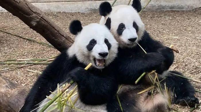 China is sending pandas back to US as Xi revives ‘Panda Diplomacy'