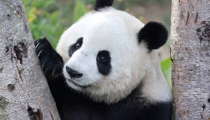 A giant panda plays in a tree in Chengdu, Sichuan Province, China, December 5, 2025
