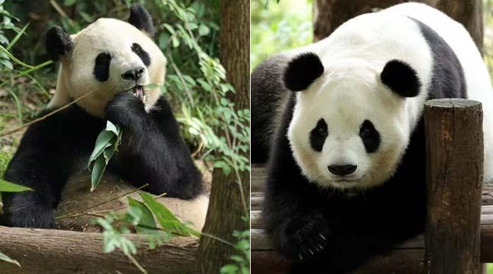 China sends two giant pandas to US after Trump-Xi summit