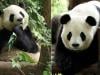 China sends two giant pandas to US after Trump-Xi summit