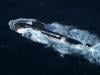 Pakistan Navy's Hangor-class submarine conducts maiden live weapon firing: ISPR