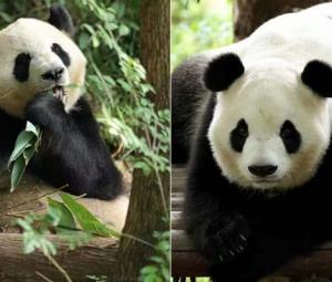 China sends two giant pandas to US after Trump-Xi summit