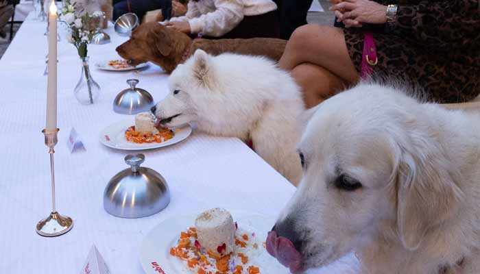 Dogs enjoys their meal during the Grand Dinner for Dogs. — AFP