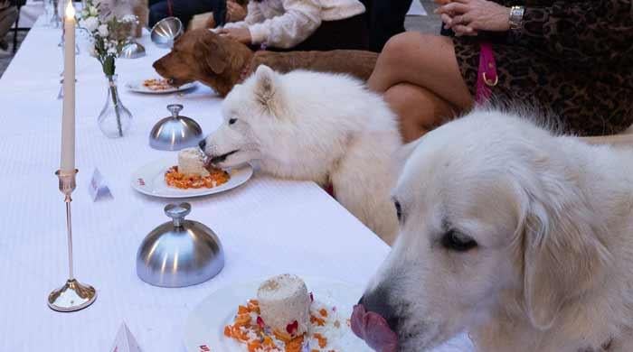 India's fat dog vote goes viral