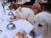 India's fat dog vote goes viral