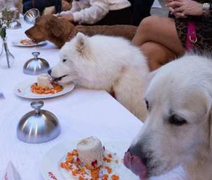India's fat dog vote goes viral