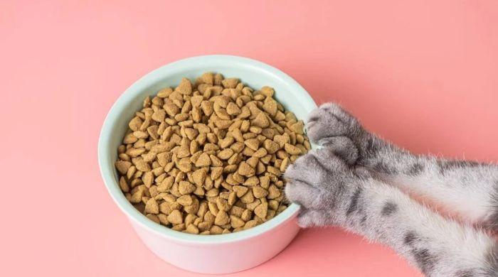 Cat food research finds lead in 99% of products, heavy metals widespread