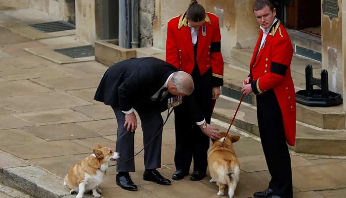 Andrews loyal protectors on high alert: Queens Corgis guard his door?