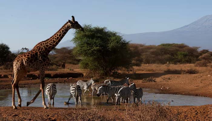 A giraffe and zebras walk at a water point at the Amboseli National Park as authorities investigate the deaths of 18 elephants in Kenyas Amboseli ecosystem, in Kajiado County, Kenya, August 26, 2026.— Reuters