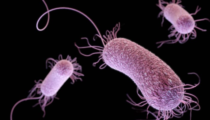 Representational image of a bacteria. — Reuters