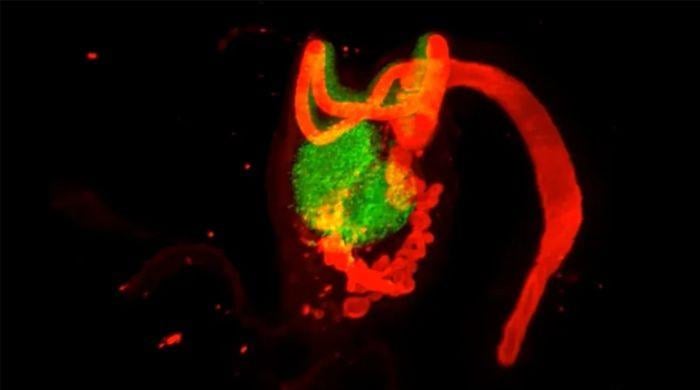 What is the rete ovarii? ‘Useless' female organ scientists are now rethinking
