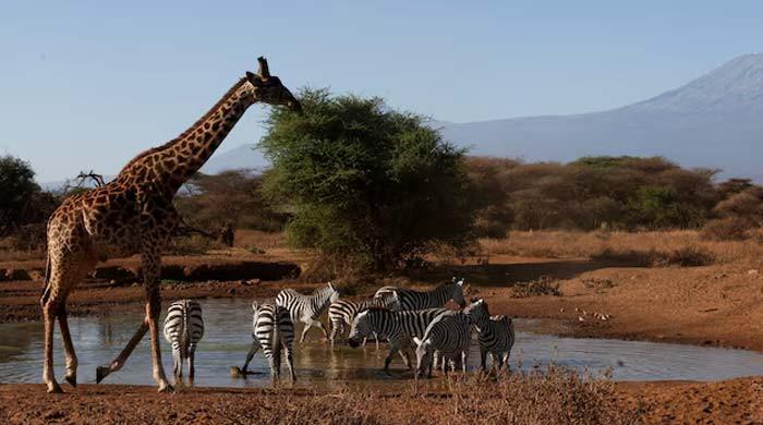 Populations of wild species fell by an average of 73% from 1970 to 2022, says WWF