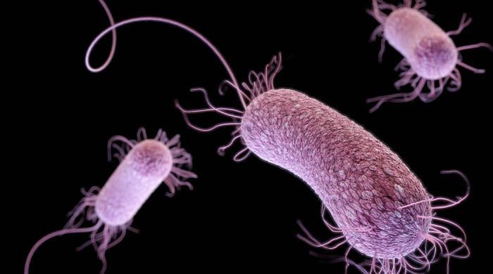Health ministry official says plague risk in Pakistan 'very low' after suspected Siberia case