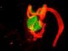 What is the rete ovarii? ‘Useless' female organ scientists are now rethinking