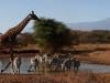 Populations of wild species fell by an average of 73% from 1970 to 2022, says WWF
