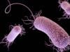 Health ministry official says plague risk in Pakistan 'very low' after suspected Siberia case
