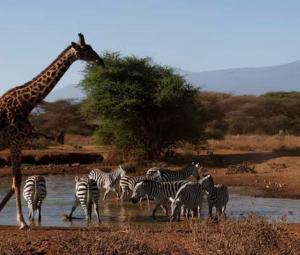 Populations of wild species fell by an average of 73% from 1970 to 2022, says WWF