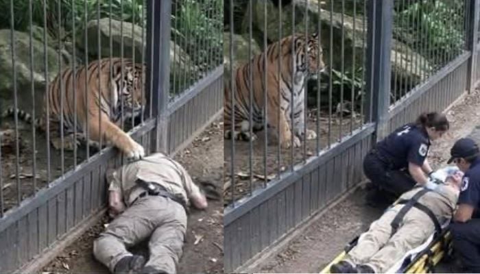 Yorkshire wildlife park closed for weekend after tiger attack on visitor