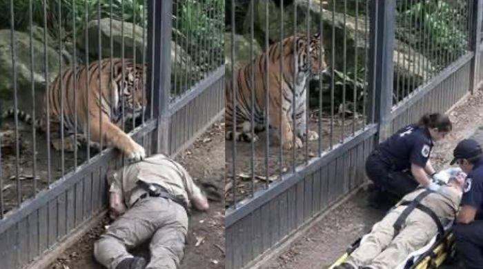 Yorkshire wildlife park closed for weekend after tiger attack on visitor