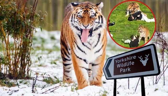 Yorkshire Wildlife Park remains shut as probe continues into fatal tiger mauling