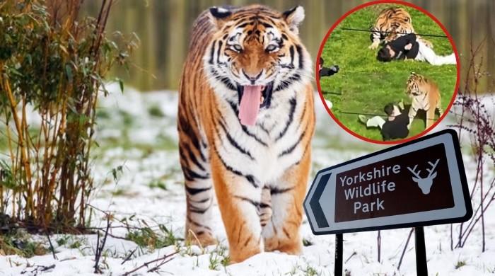 Yorkshire Wildlife Park remains shut as probe continues into fatal tiger mauling