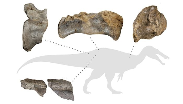 Isle of Wight fossil identified as Europe’s first long-clawed Megaraptoran Dinosaur