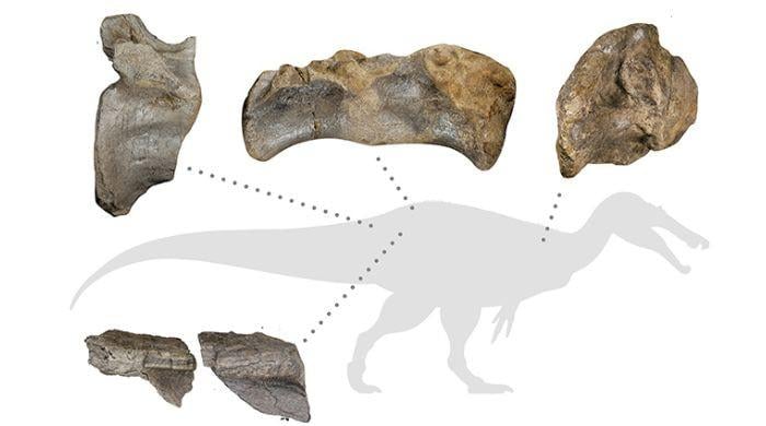 Isle of Wight fossil identified as Europe's first long-clawed Megaraptoran Dinosaur