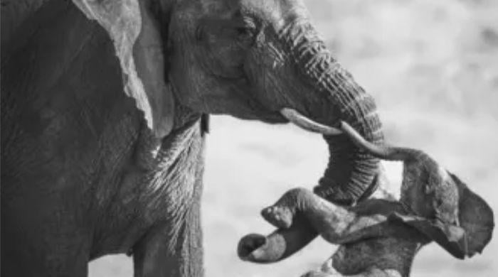 Who won wildlife photographer of the year 2026?