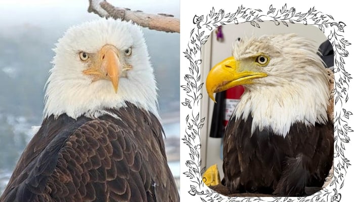 Jackie the bald eagle died from avian influenza, California wildlife officials confirm