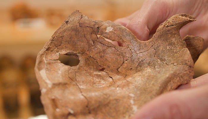 The left scapula of the Neanderthal individual called Shanidar A, who lived about 75,000 years ago, showing a circular hole possibly caused by a sharpened wooden spear, is seen at the University of Cambridges Leverhulme Centre for Human Evolutionary Studies in Cambridge, Britain, September 30, 2026. — Reuters