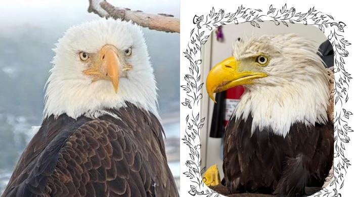 Jackie the bald eagle died from avian influenza, California wildlife officials confirm
