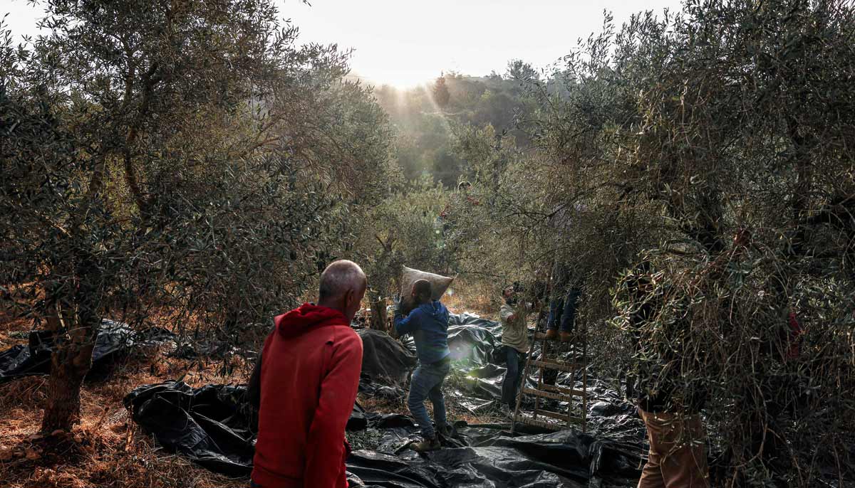 Palestinian farmers pick olives during the harvest season in a grove near a new Israeli settlement outpost established on land in the Palestinian village of Ayn Yabrud, northeast of Ramallah in the Israeli-occupied West Bank, on October 13, 2026. — AFP
