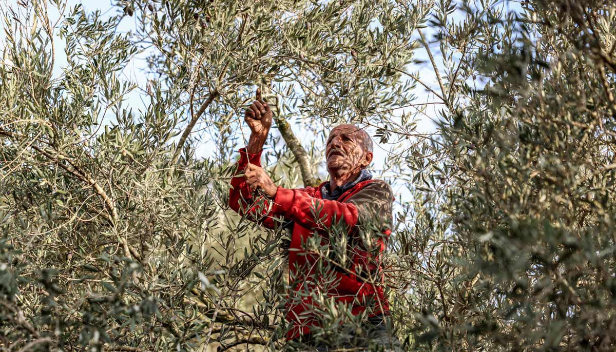 A Palestinian farmer picks olives during the harvest season in a grove near a new Israeli settlement outpost established on land in the Palestinian village of Ayn Yabrud, northeast of Ramallah in the Israeli-occupied West Bank, on October 13, 2026.— AFP