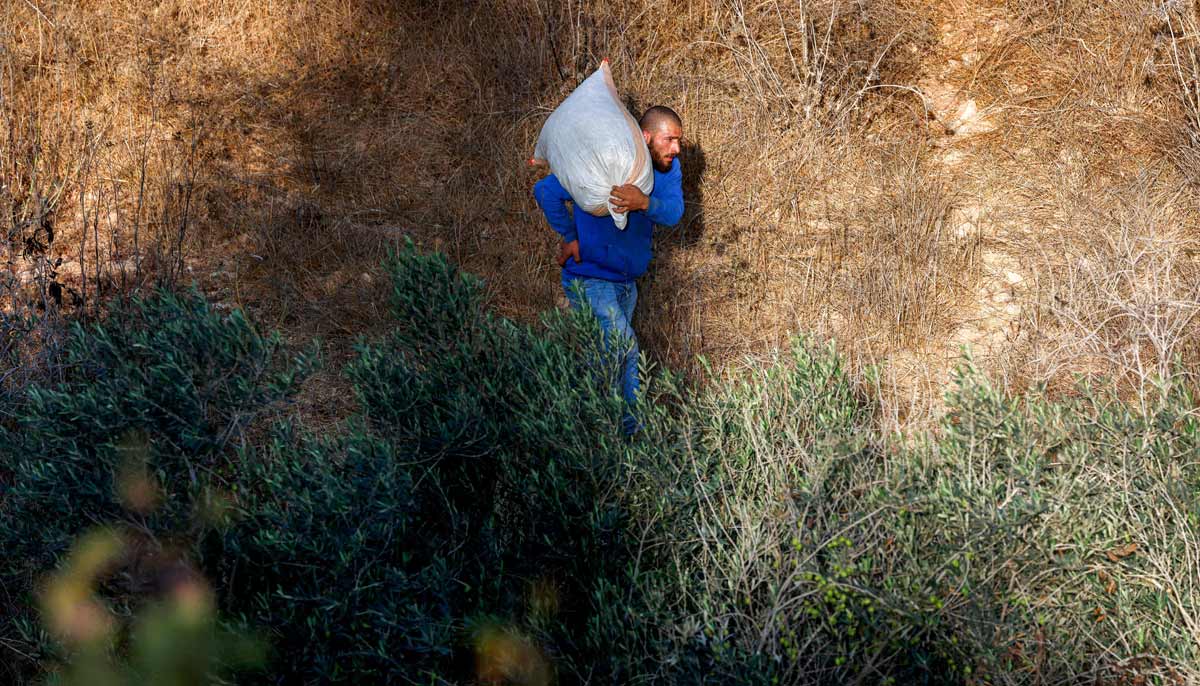 A Palestinian farmer carries a sack of collected olives during the harvest season near the Palestinian village of Ayn Yabrud, northeast of Ramallah in the Israeli-occupied West Bank, on October 13, 2026.— AFP