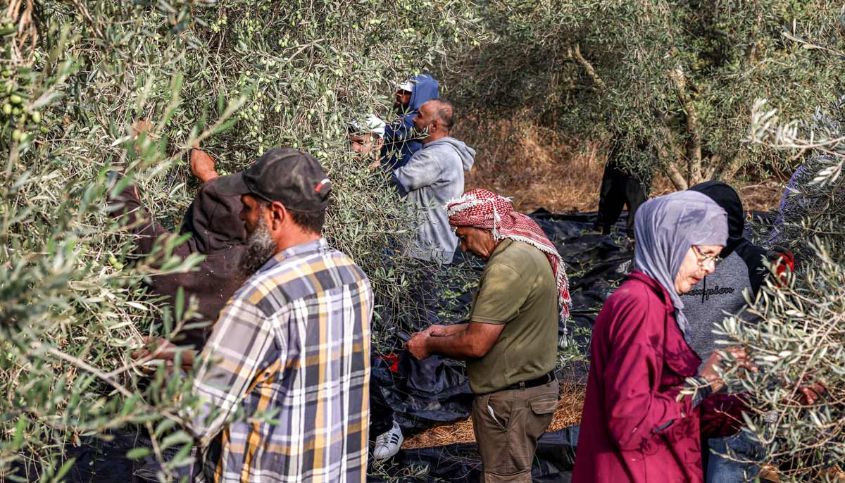 Palestinian farmers pick olives during the harvest season in a grove near a new Israeli settlement outpost established on land in the Palestinian village of Ayn Yabrud, northeast of Ramallah in the Israeli-occupied West Bank, on October 13, 2026.— AFP