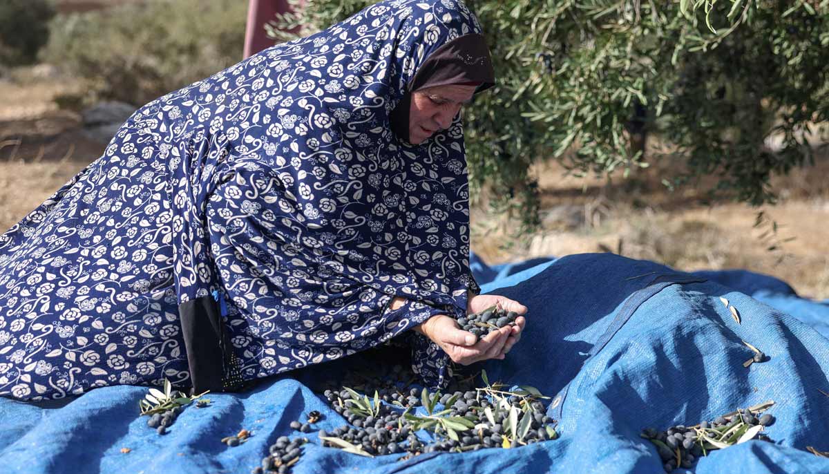 A Palestinian woman scoops a handful of olives at an olive tree field during the harvest season, near the controversial Israeli separation wall, in the village of Beit Awwa, west of Hebron City in the Israeli-occupied West Bank on October 15, 2026.— AFP