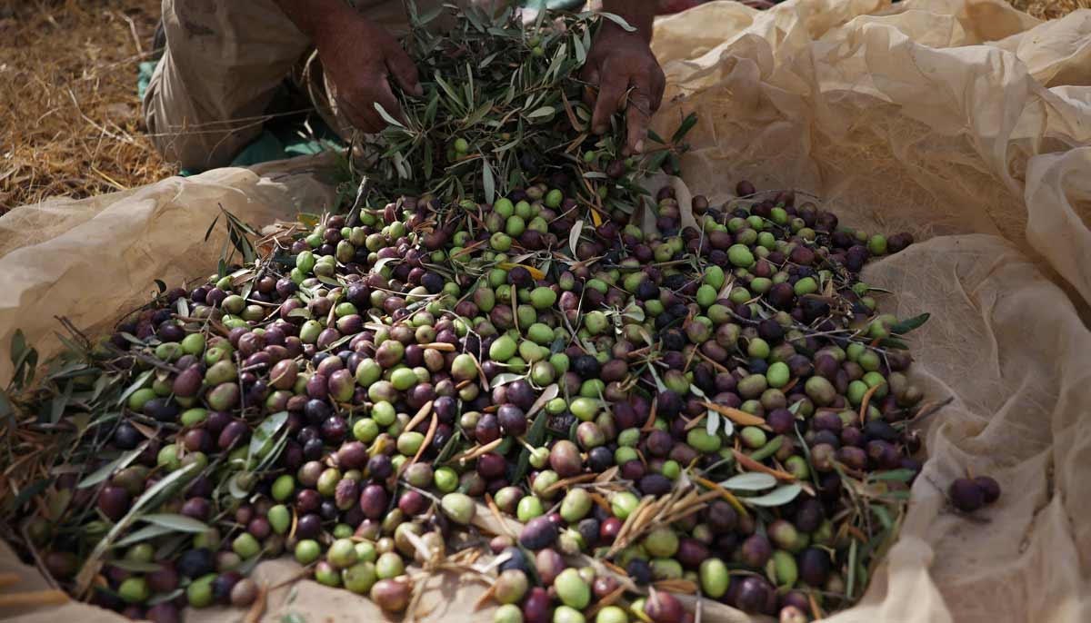 Palestinians fear violent olive harvest ahead of Israeli elections