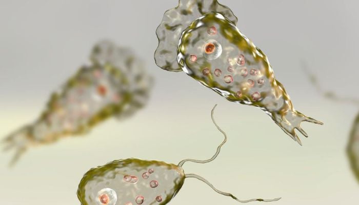 Brain eating Amoeba found in Mexican lakes: How it spreads, symptoms, safety measures