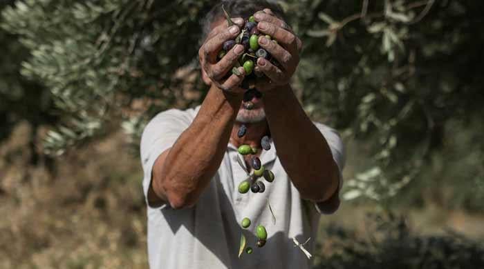 Palestinians fear violent olive harvest ahead of Israeli elections