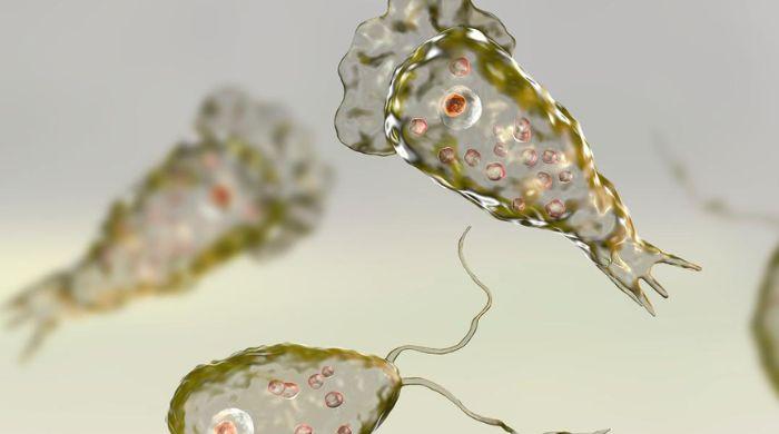 Brain eating Amoeba found in Mexican lakes: How it spreads, symptoms, safety measures