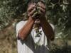 Palestinians fear violent olive harvest ahead of Israeli elections