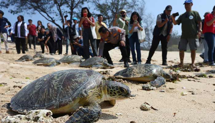 Green sea turtles (Chelonia mydas) are released into the sea on Serangan Island, after authorities foiled an attempt to smuggle the protected species in Denpasar, Bali, Indonesia, October 13, 2026. — Reuters