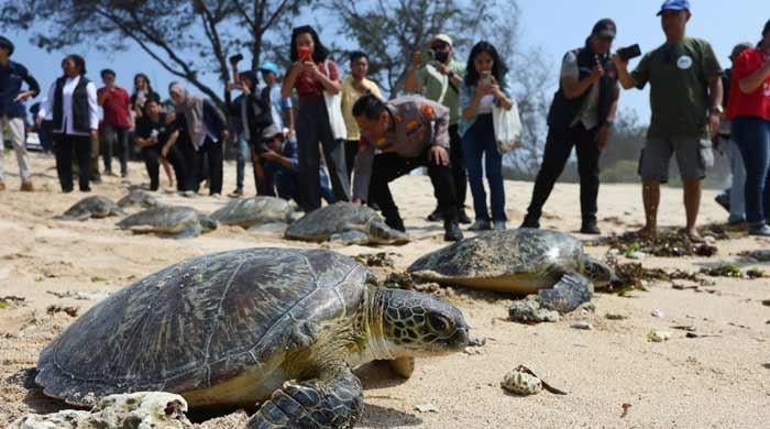 Turtles offer early warning from a warming Mediterranean