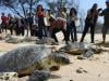 Turtles offer early warning from a warming Mediterranean